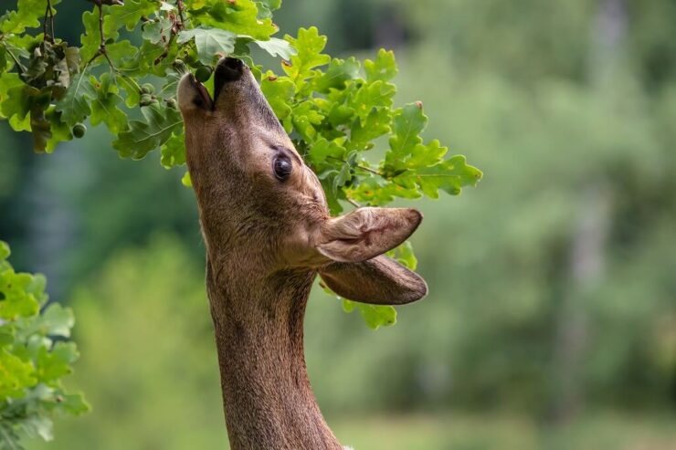 Deer browsing oak leaves and acorns from a tree branch in a woodland setting