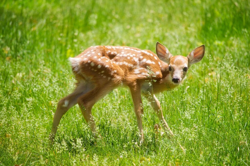 what-do-deer-like-to-eat-fruit-best-worse-food-to-feed-deer