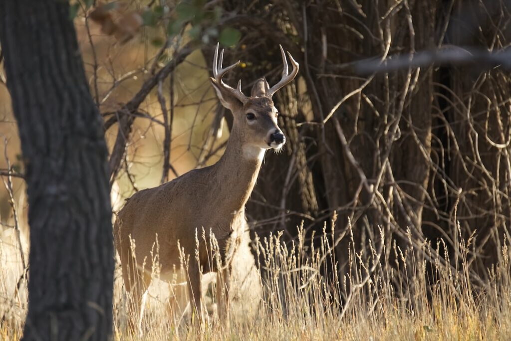 Arkansas Hunting Seasons Updated