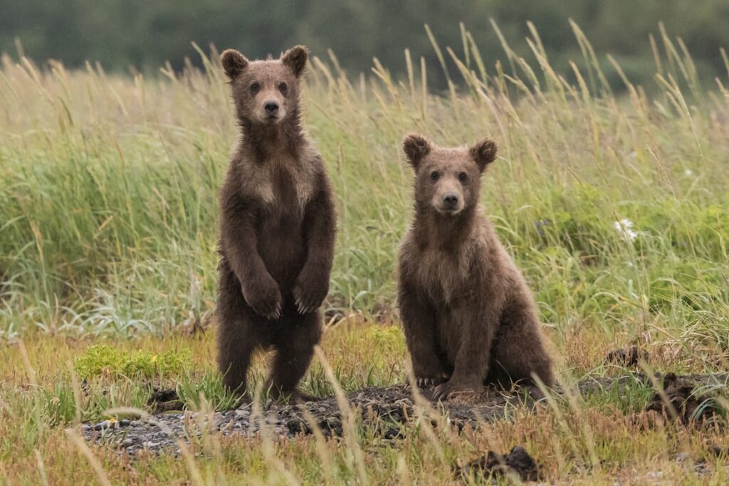 Canadian Bear Hunters