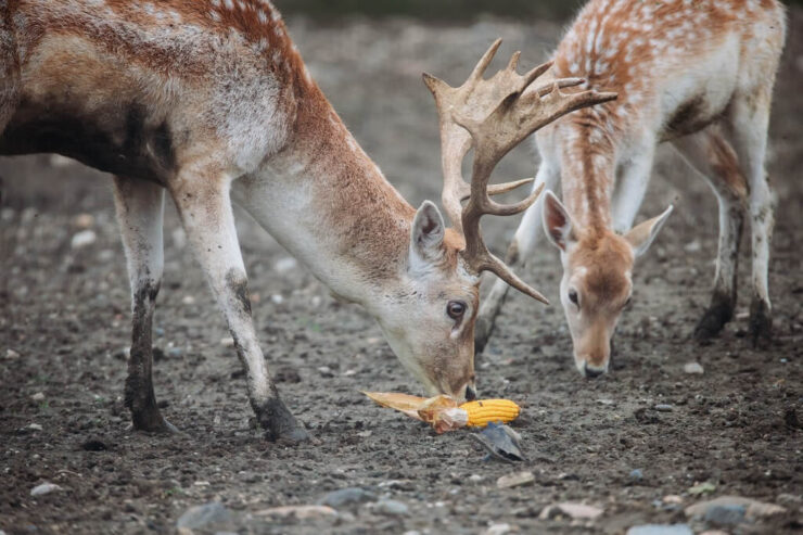 Two deer feeding on a corn cob on bare ground in a wildlife area