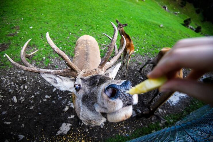 Soft mast foods provide seasonal energy and often draw deer to feeding areas