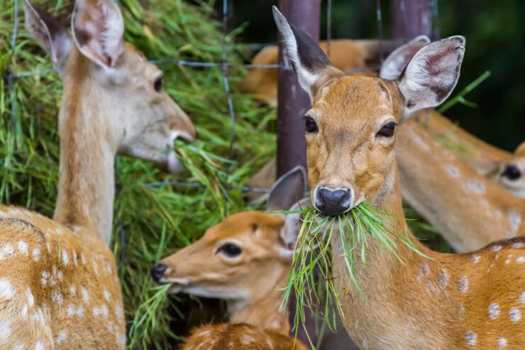 Group of deer feeding on fresh green grass and vegetation near a fence