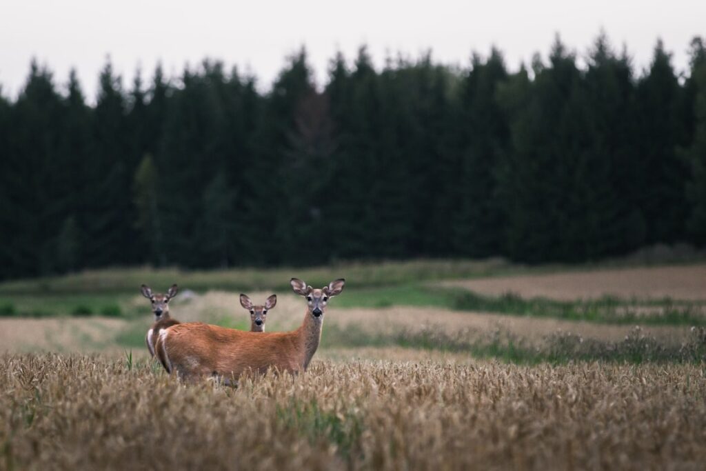 Deer Hunting Terms