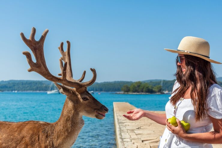 Deer standing beside a woman holding apples near a waterfront on a sunny day