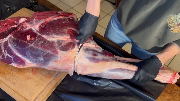 Removing the deer shank from the hind leg by cutting through the knee joint area