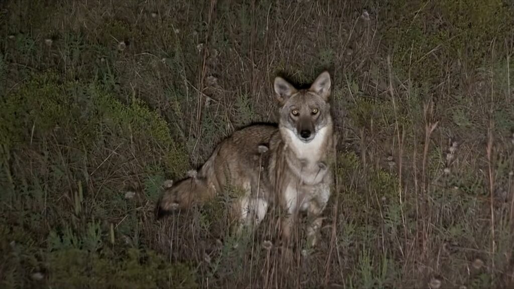 Tips for Hunting Coyotes at Night