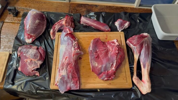 Identifying and separating major muscles of a deer hind quarter before final trimming and packaging
