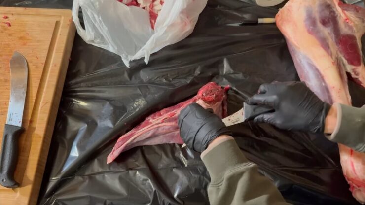 Trimming connective tissue and silverskin from deer hind quarter meat before packaging and processing