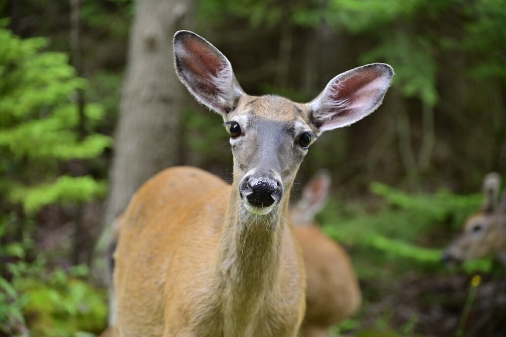 West Virginia Hunting Seasons Updated West Virginia Hunting Seasons Updated