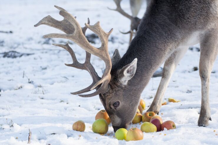What Do Deer Like To Eat