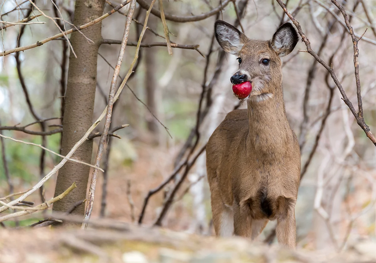 deer feeding information