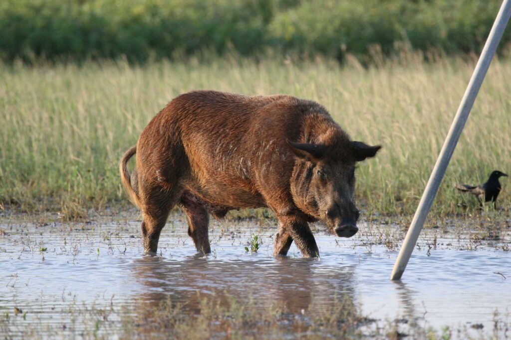 feral hog hunting