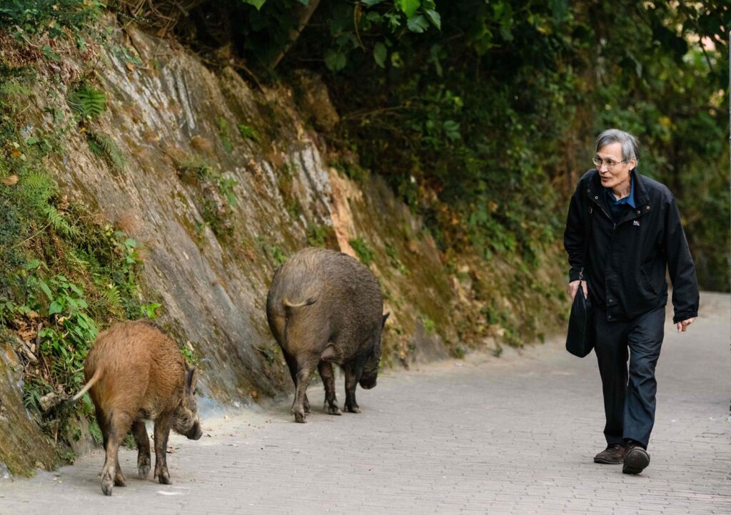 feral hogs and man