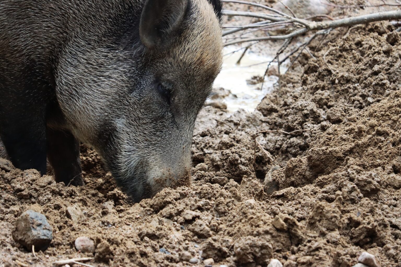 The 11 Best States For Wild Hog Hunting In The U.S