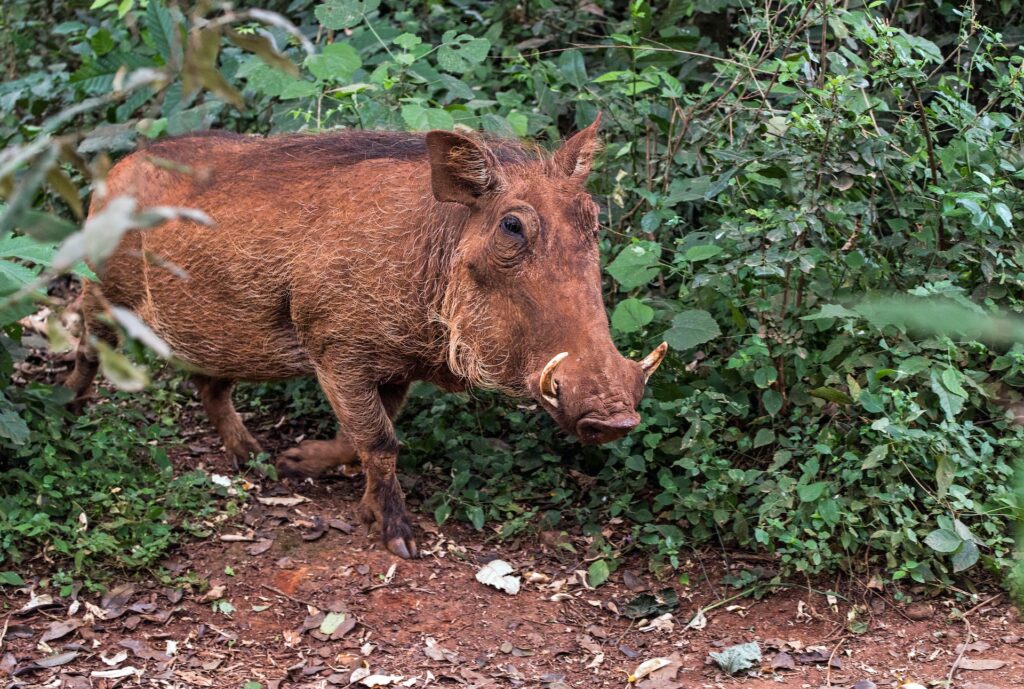 wild hog in the bush