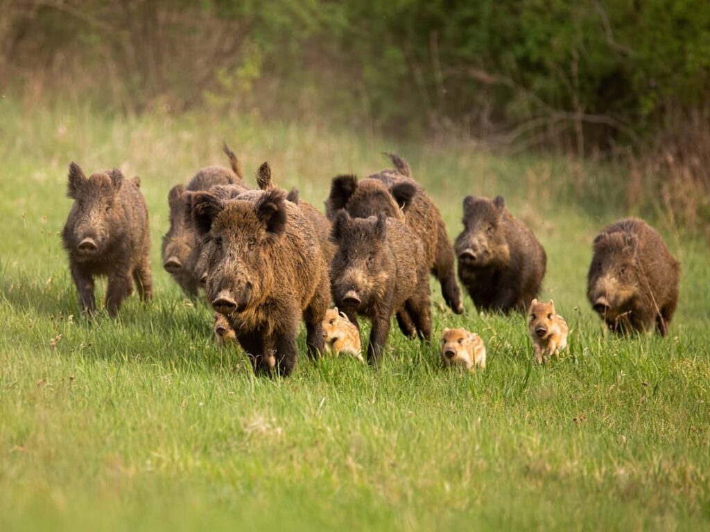 wild hog running