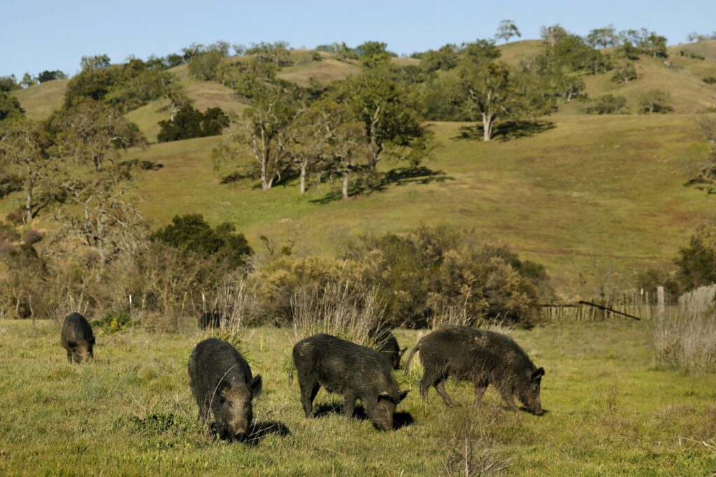 wild hogs eating